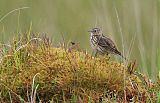 Meadow Pipitborder=